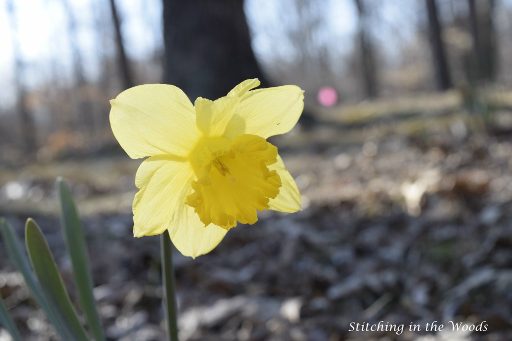 Daffodils are a sure sign of spring!